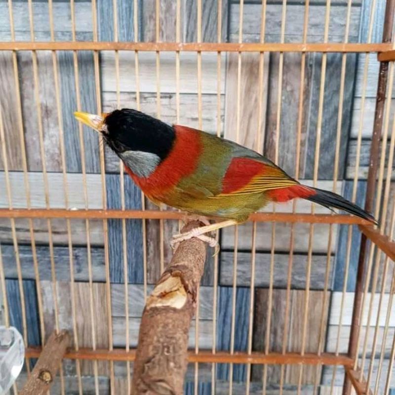 Jual burung panca warna | Shopee Indonesia