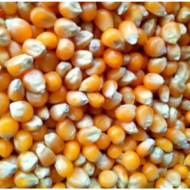 

1000gr biji jagung popcorn premium pilihan