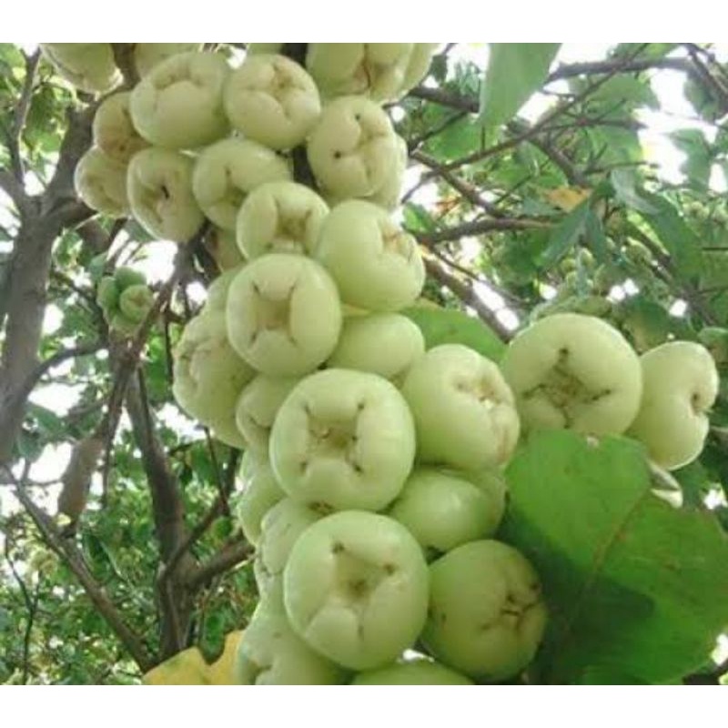 bibit buah jambu air madura