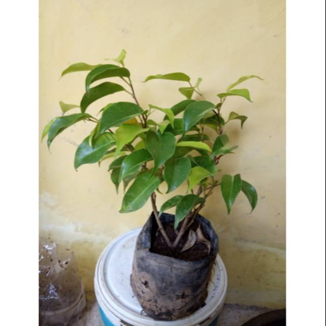 Bibit Bonsai Beringin Golden