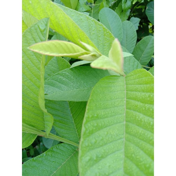 

Daun jambu biji segar herbal 250 gr