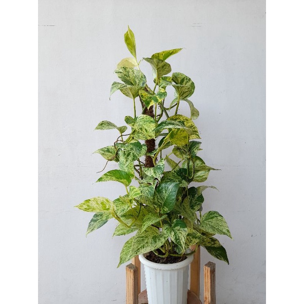 Jual Tanaman Hias Sirih Epipremnum Marble Queen Variegata Real Picture Shopee Indonesia