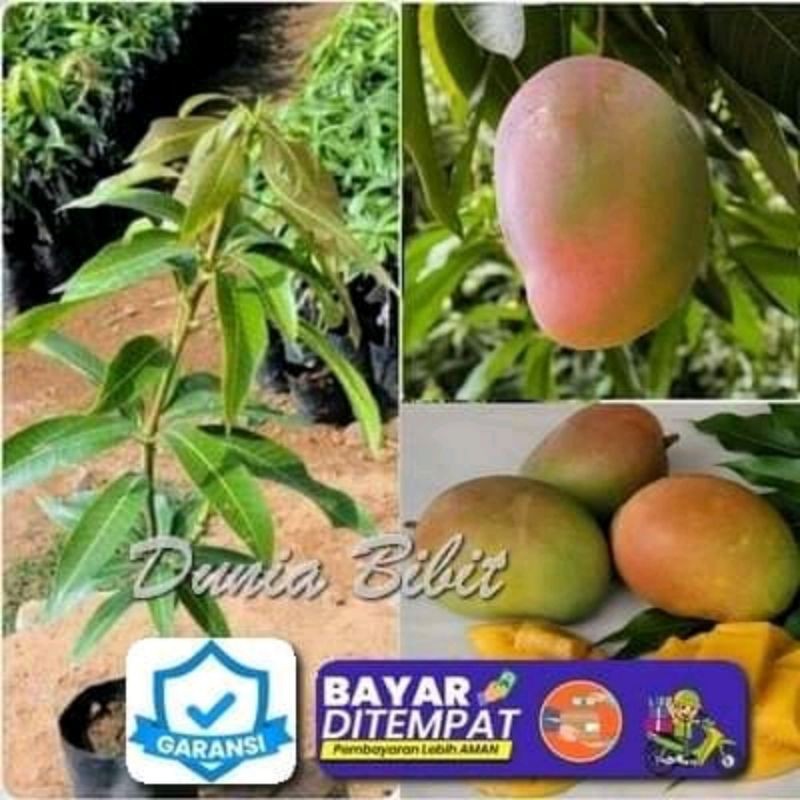 tanaman mangga gedong gincu