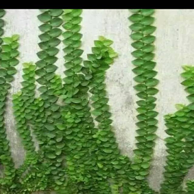 Jual Tanaman Hias Dolar Gede Tanaman Rambat Tembok Dolar Gede Indonesia Shopee Indonesia