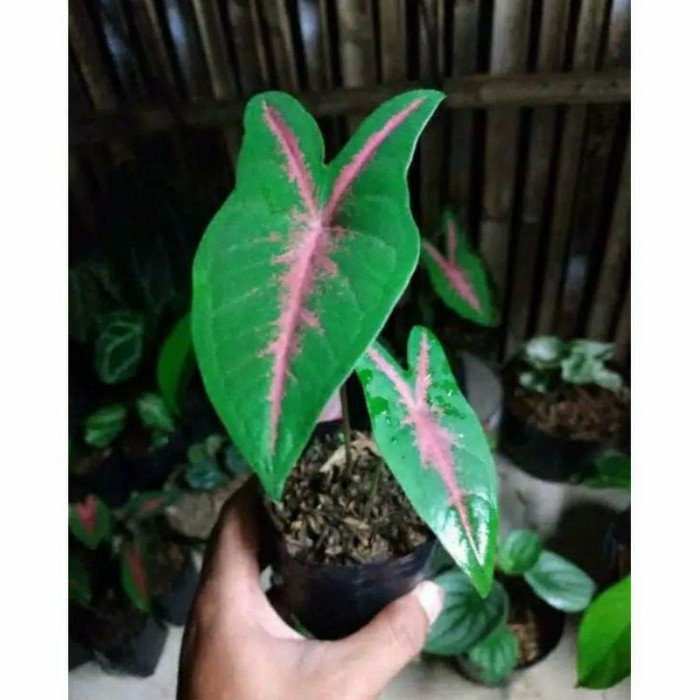 tanaman hias keladi pink rabitt (kembang hiasan)