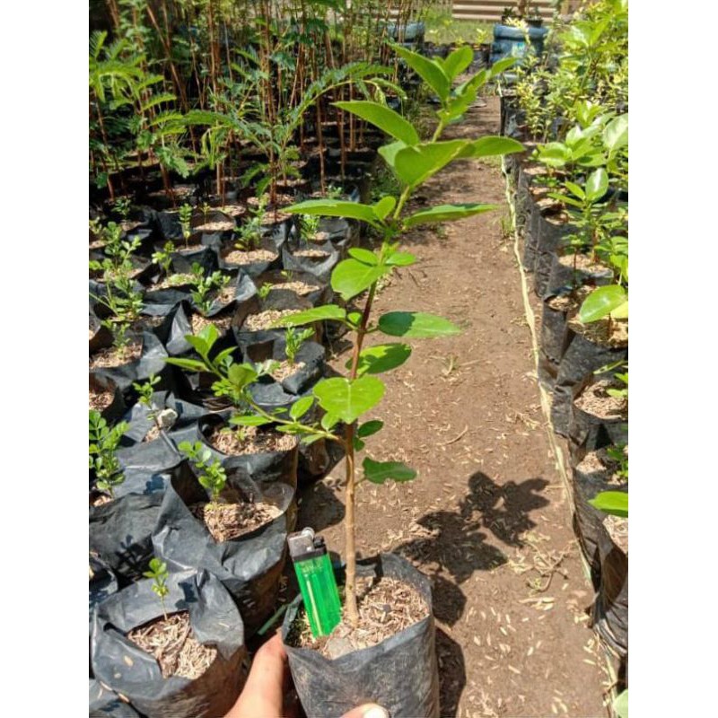 bibit bahan bonsai sancang