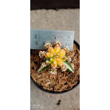 gymno miha thailand grafting