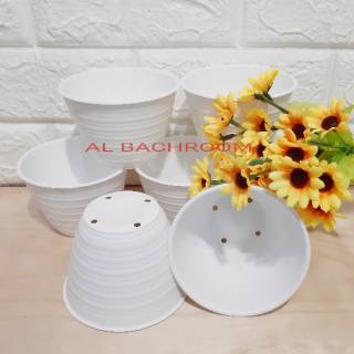  POT  TAWON PUTIH  10CM PLASTIK  TANAMAN BUNGA HIAS Shopee 