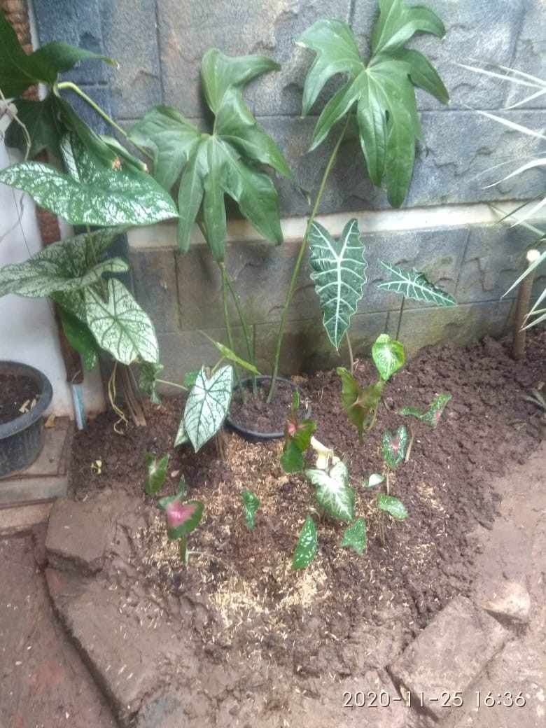 Tanaman Hias Pink Love Tanamn Hias Cantik