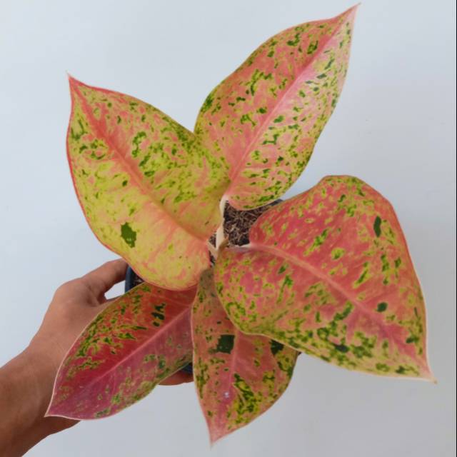  Aglaonema  Big  Roy  atau Luailawan Shopee Indonesia