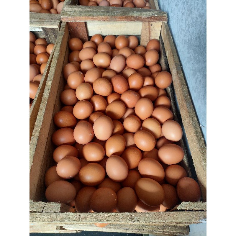 

TelurAyamFresh/1kg