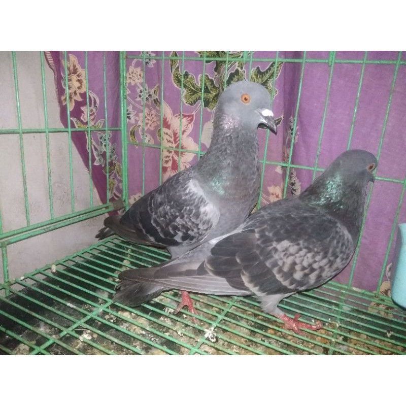 Burung Dara Giring Shopee Indonesia