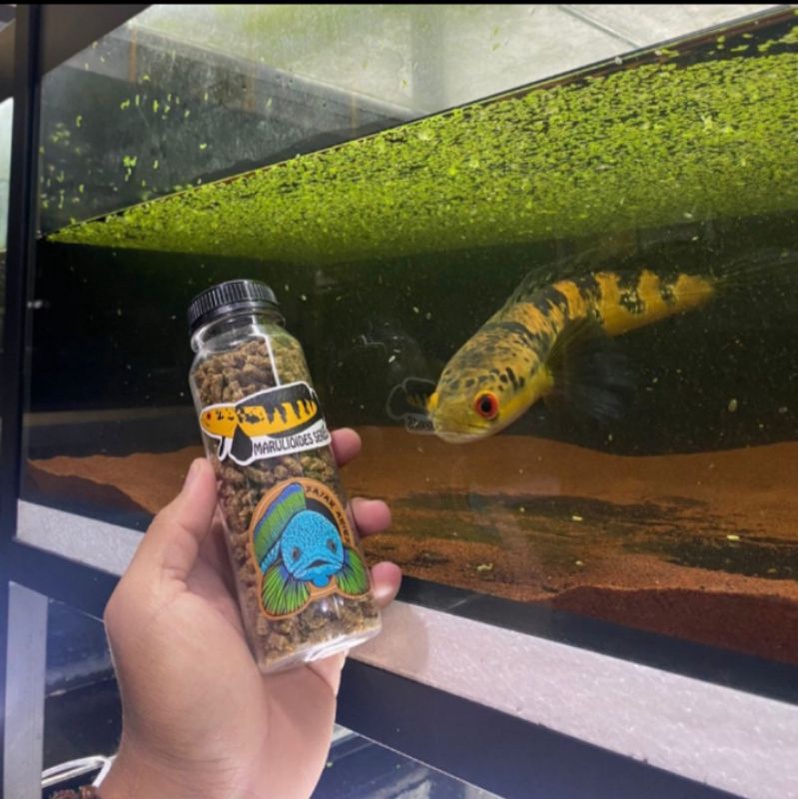 PELET JAHAT FAJAR ARIF ORIGINAL