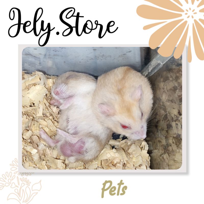 Hamster Winter White WW Golden Pearl Surabaya