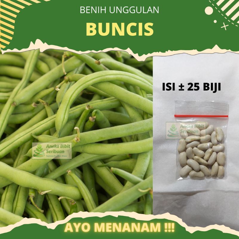 25 biji - Benih Buncis biji putih