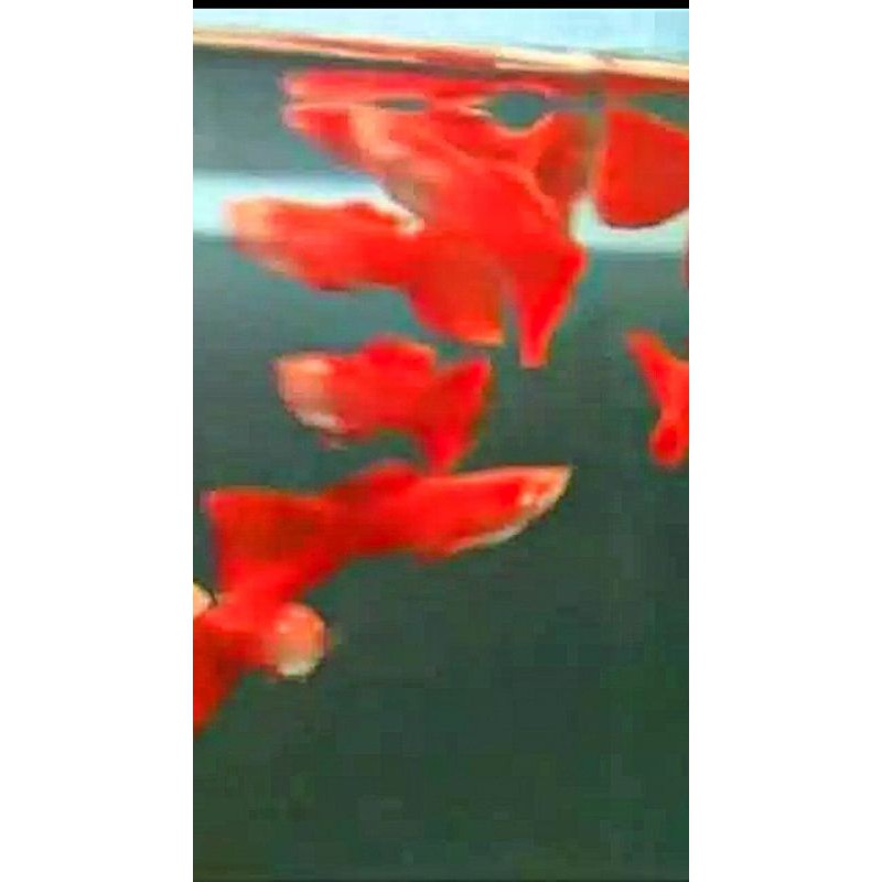 

albino full red paket per 10 ekor