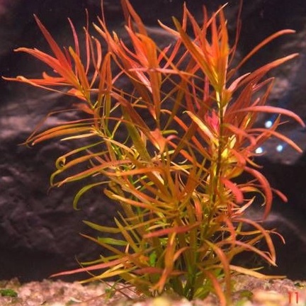 Ludwigia Brevipes | Tanaman Aquascape / Aquascape Plant