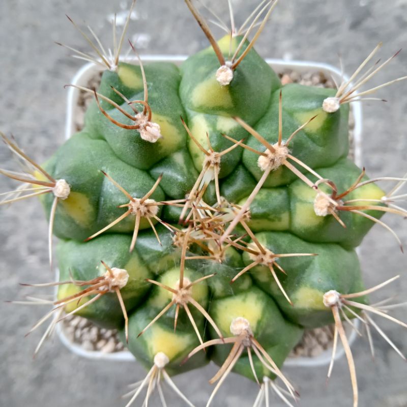 Kaktus Miha Cat Eye | Gymnocalycium Mihanovichii "Cat's Eye" Ownroot | Gymno Cat Eye | Miha Cat Eye