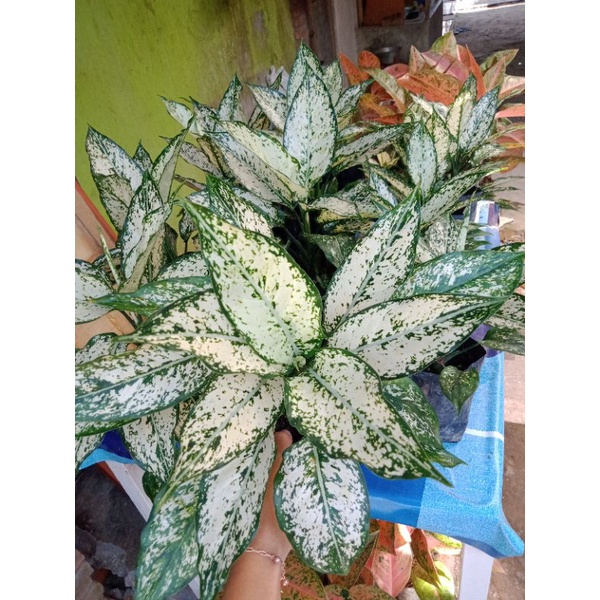 Aglonema snow white indukan rimbun/daun banyak.