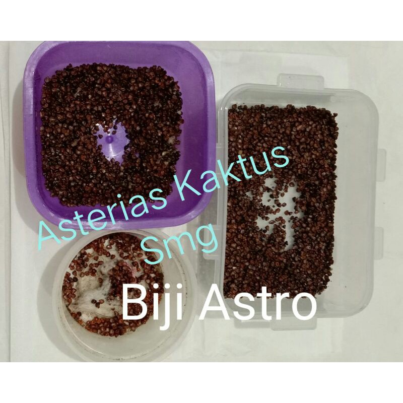 Biji Astro Astrophytum Asterias Kaktus