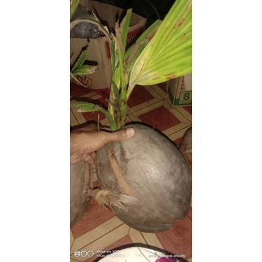 bonsai kelapa kembar