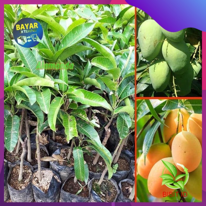 Bibit Tanaman Mangga Madu Anggur