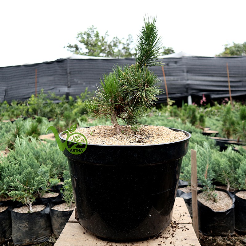 Bonsai Japanese Black Pine - 1