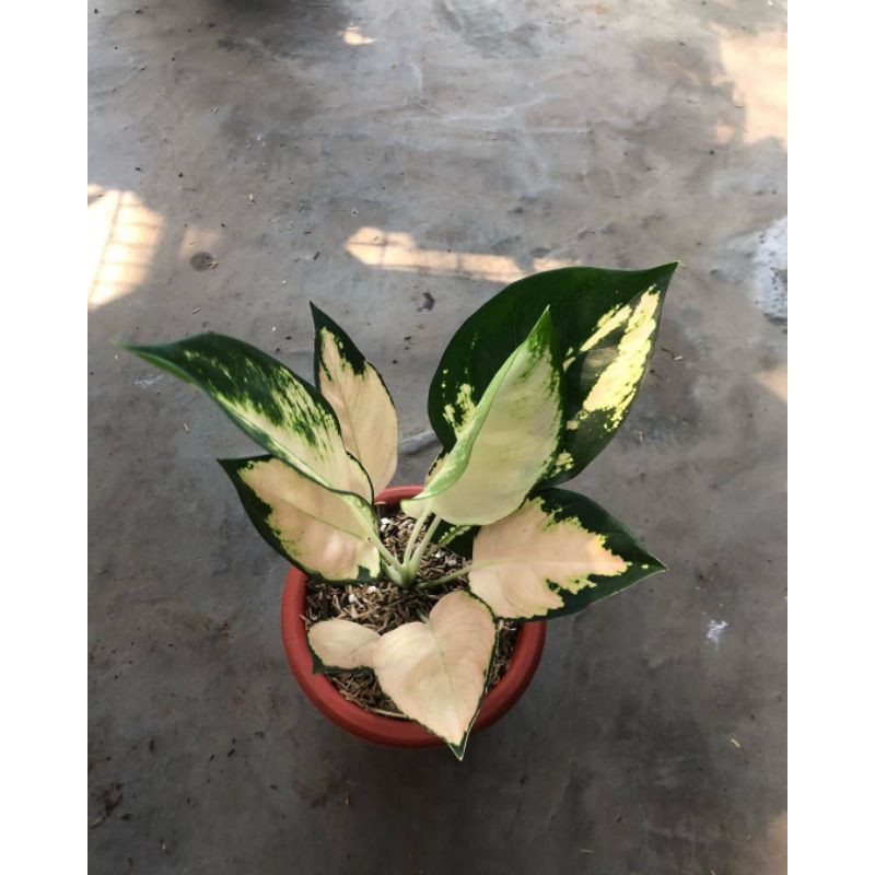 Bonggol Aglonema Escada