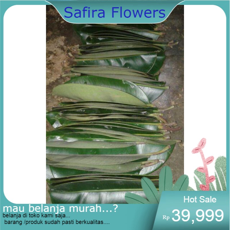 daun karet kebo/karet jepang