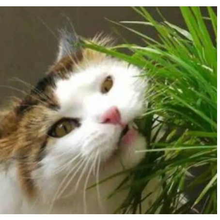 Wheatgrass Bibit Rumput Gandum - Catgrass - Rumput Kucing Anjing Kelinci