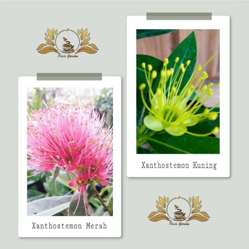 BUNGA SANTOS LEMON TINGGI -/+ 70 CM - 1 METER - SANTOS LEMON KUNING / SANTOS LEMON MERAH