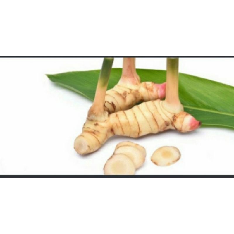 

Lengkuas/laos/laja