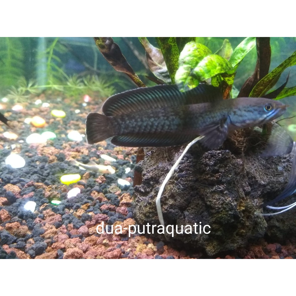 Ikan Hias Chana Andrao 10 cm