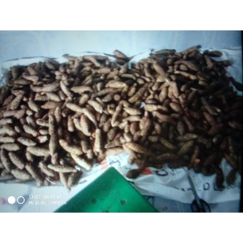 

induk kunyit besar2