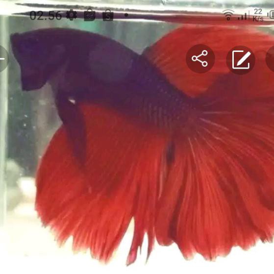 Terbaru Ikan Cupang Hias Halfmoon Black Red