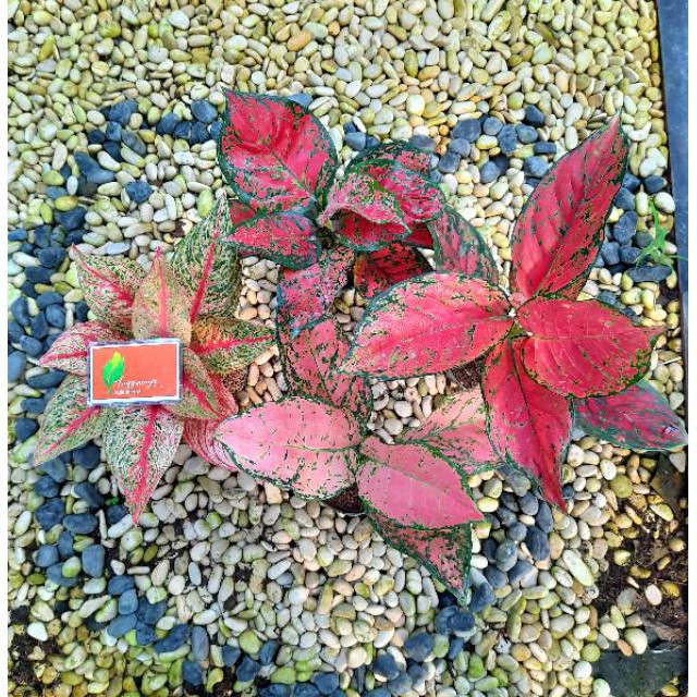 [✅COD] PAKET AGLONEMA - 4 POHON / BUNGA AGLONEMA /  AGLONEMA PAKET MURAH MERIAH / RED VENUS