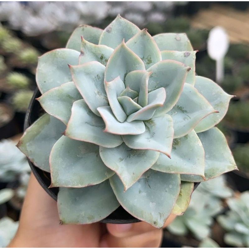 Sukulen Echeveria Cansu Cante Subrigida