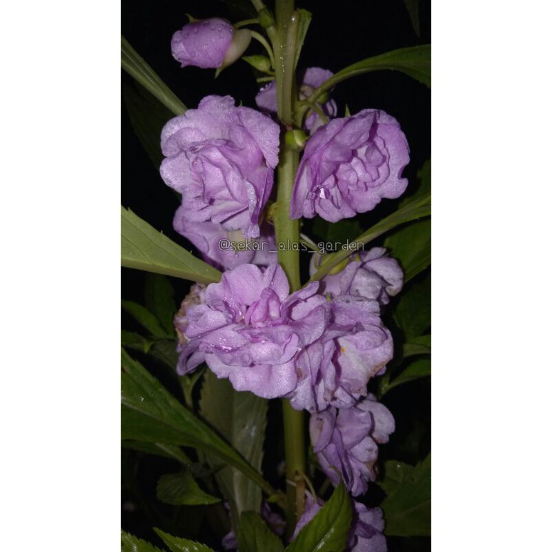 Pacar Air Tumpuk Ungu Muda