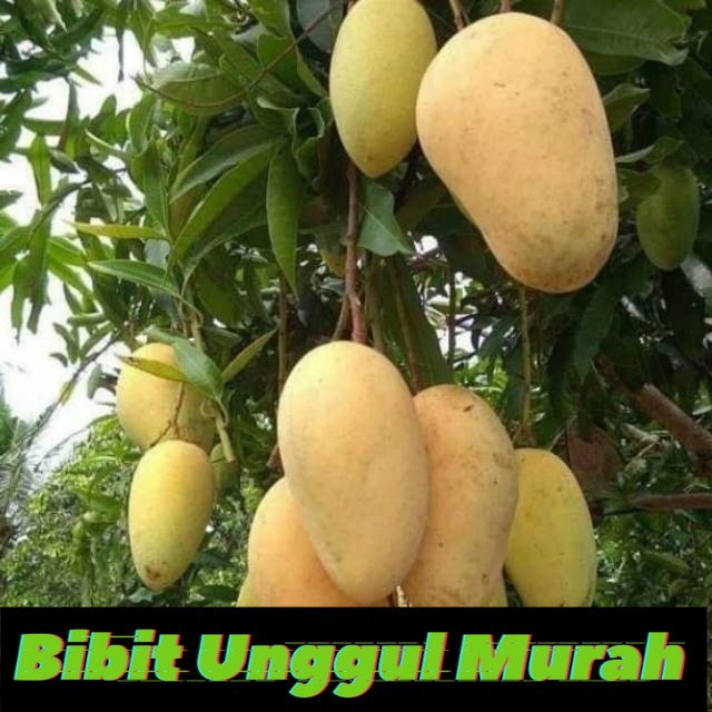 BIBIT MANGGA CHOKANAN