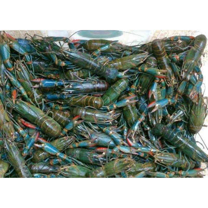 indukan lobster 4 inchi murah