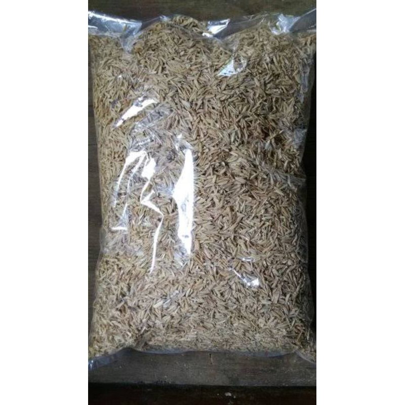 media tanam sekam padi