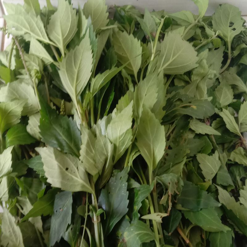 

Daun kumis kucing segar paket 1 kg-az