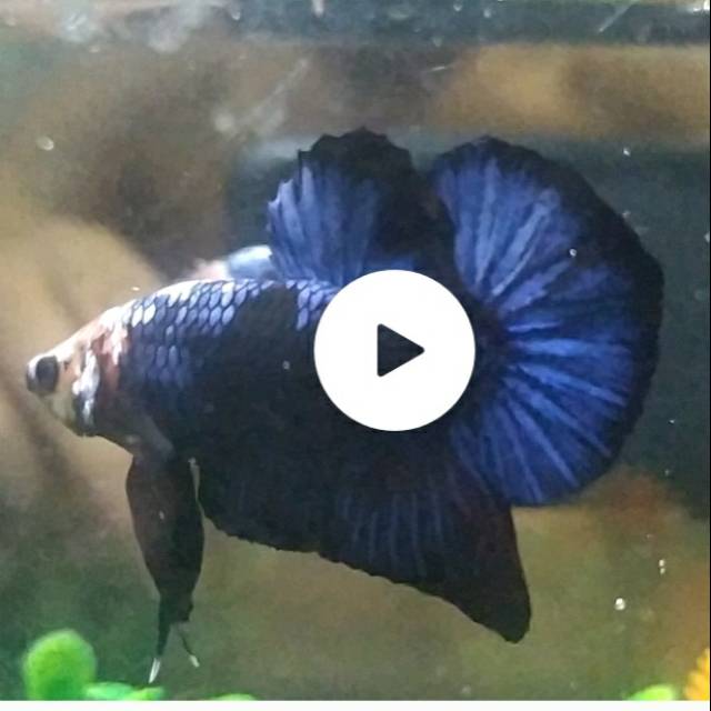 BLACK NEMO LINE AVATAR