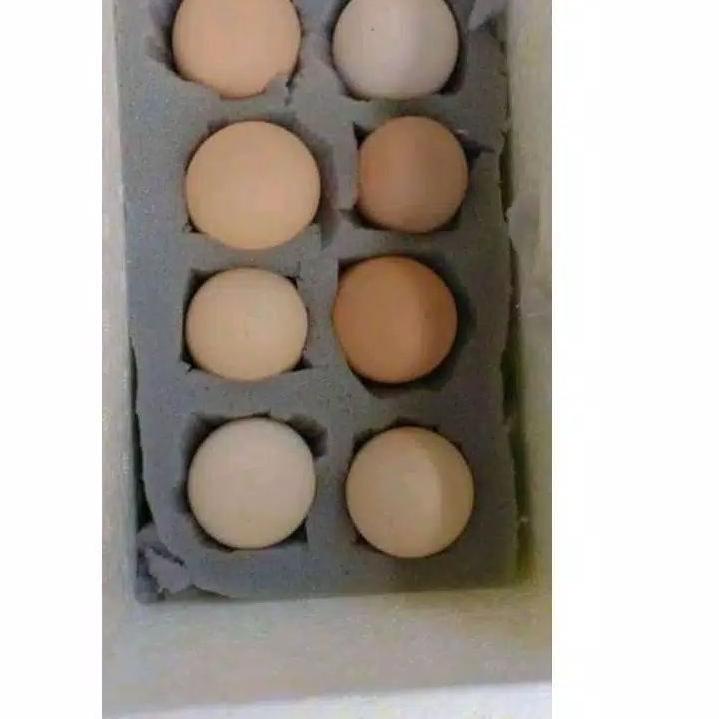 

☪ telur ayam shamo eropa ゆ