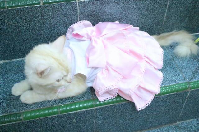 Baju kucing dress layer pinky untuk kucing / baju kucing anjing size S M L XL