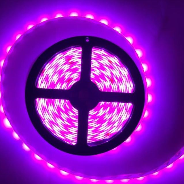 LAMPU LED STRIP / LAMPU SELANG PINK 5M 2835 120 LED 12V IP 33