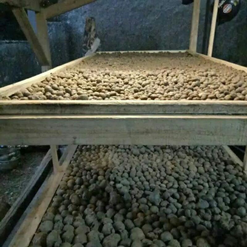 Bibit Porang Katak Super Bibit Biji Katak Porang 1Kg Bulbil Porang Paling Di Cari