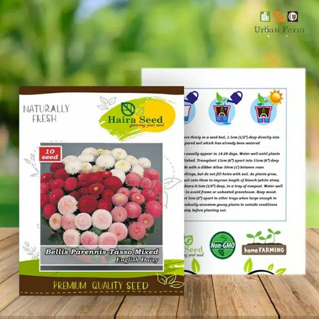 10 Benihbibit Bunga Daisybellis Parennis Tasso English Daisybunga Hiashaira Seeds