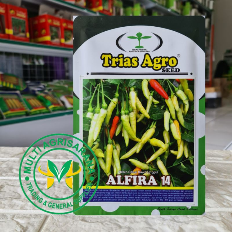 benih cabe rawit Putih ALFIRA 14