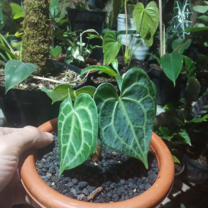 anthurium clarinervium ( pagoda ) ekonomis